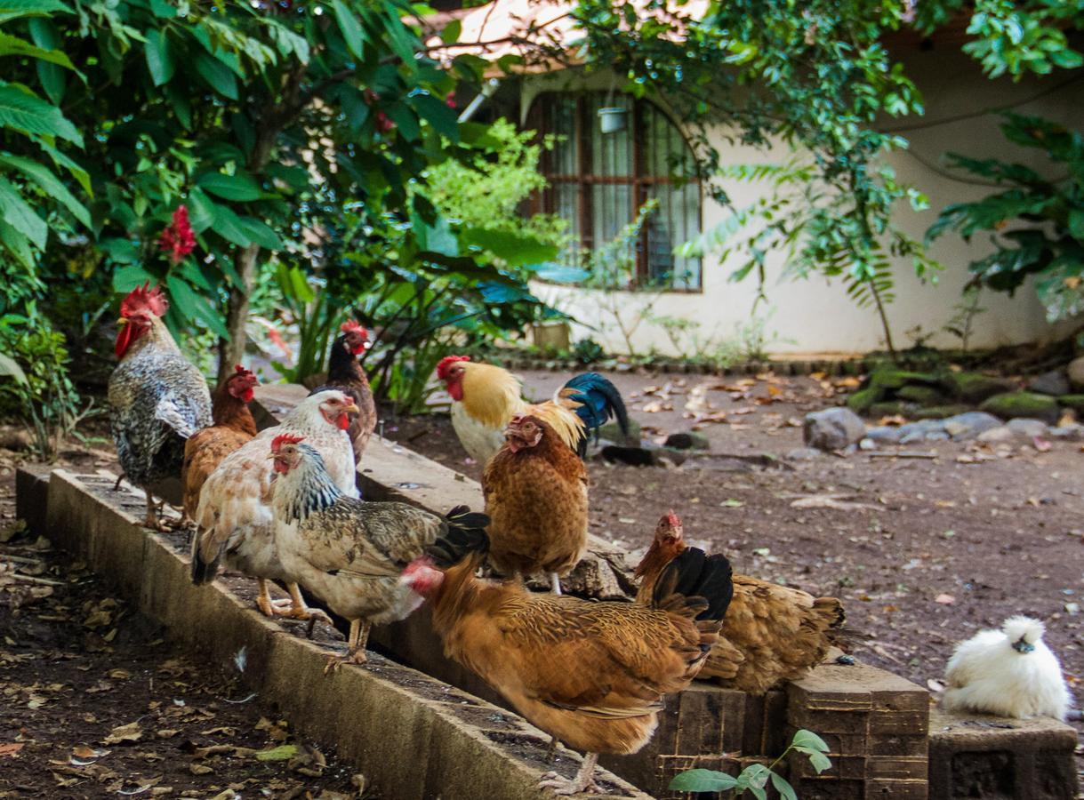 Sardinal Quinta Mi Tata B&B المظهر الخارجي الصورة