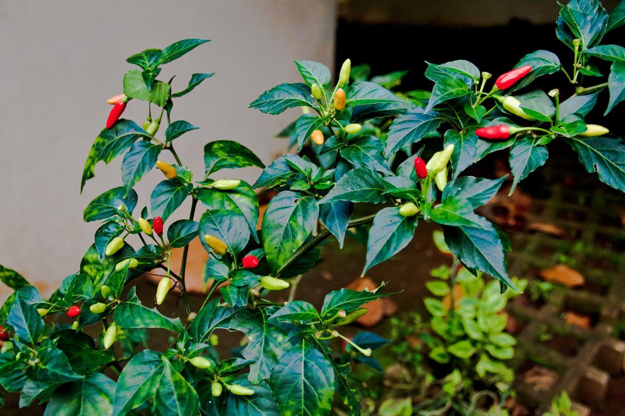 Sardinal Quinta Mi Tata B&B المظهر الخارجي الصورة