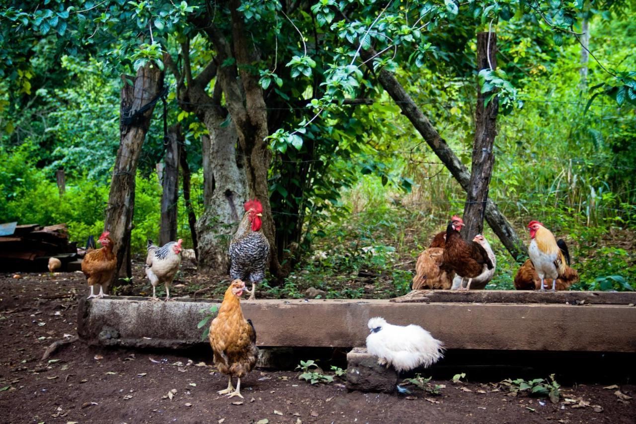 Sardinal Quinta Mi Tata B&B المظهر الخارجي الصورة